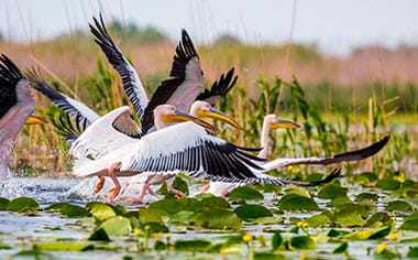 Pelicans on the Danube Delta